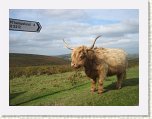 1067-Dartmoor Highland Cattle * 800 x 600 * (71KB)